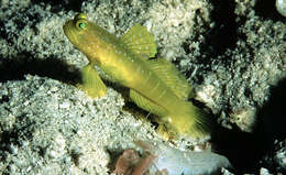 Image of Yellow prawn-goby