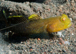 Image of Yellow prawn-goby