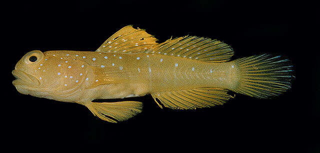 Image of Yellow prawn-goby