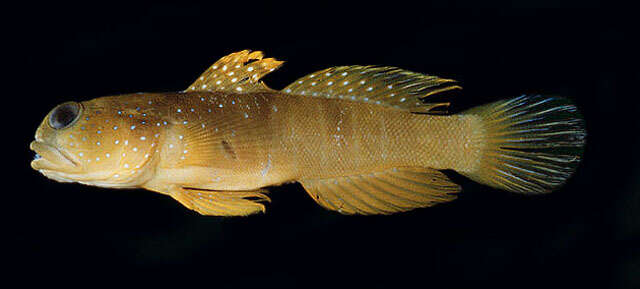 Image of Yellow prawn-goby