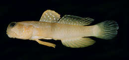 Image of Yellow prawn-goby