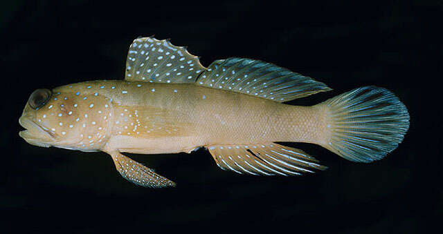 Image of Yellow prawn-goby