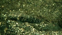 Image of Target shrimp goby