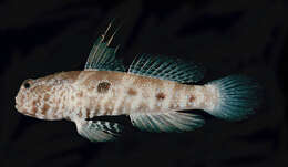 Image of Target shrimp goby