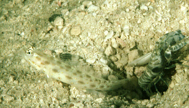 Image of Gold-specked prawn-goby