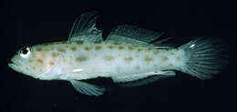 Image of Gold-specked prawn-goby