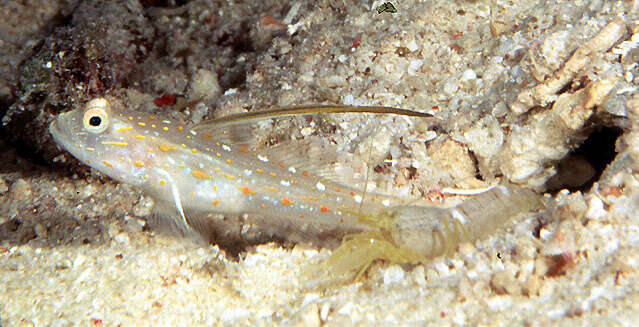 Image of Tangaroan shrimp-goby