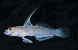 Image of Tangaroan shrimp-goby