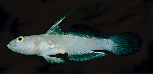 Image of Tangaroan shrimp-goby