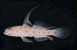 Image of Tangaroan shrimp-goby