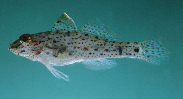 Image of African fusegoby