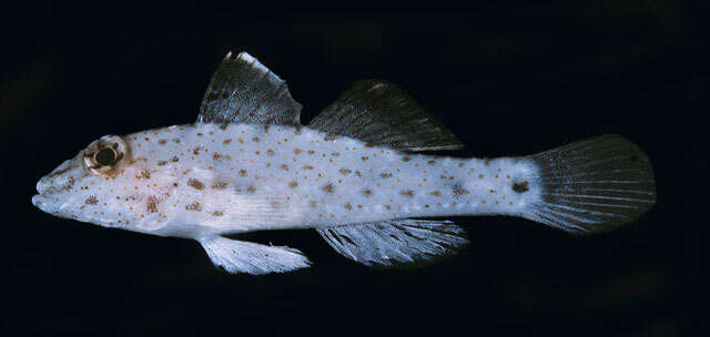 Image of African fusegoby