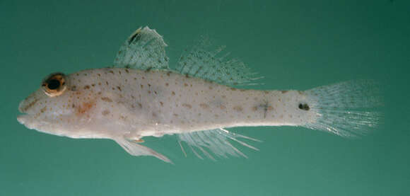 Image of African fusegoby