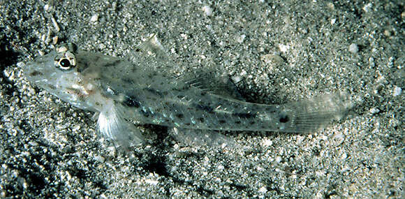 Image of African fusegoby