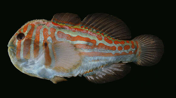 Image of Actor Coral Goby