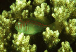 Image of Actor Coral Goby