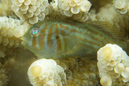 Image of Actor Coral Goby