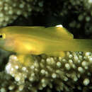 Image of Yellow clown goby