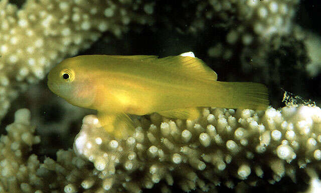 Image of Yellow clown goby