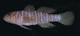 Image of Convict goby