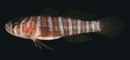 Image of Convict goby