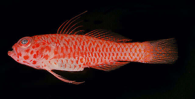 Image of Okinawa dwarfgoby