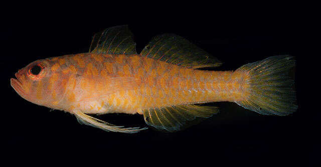 Image of Okinawa dwarfgoby