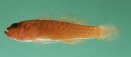 Image of Okinawa dwarfgoby