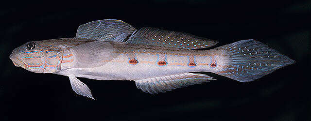 صورة Valenciennea longipinnis (Lay & Bennett 1839)