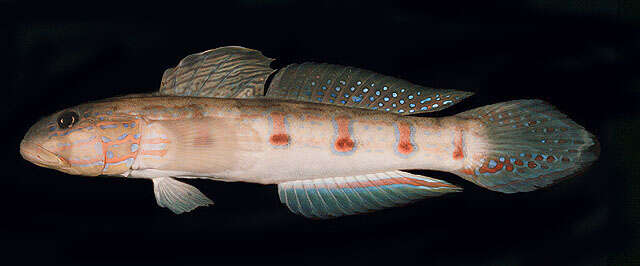 صورة Valenciennea longipinnis (Lay & Bennett 1839)