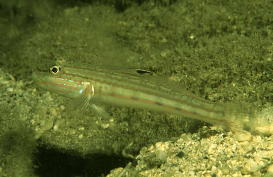 Image of Striped goby