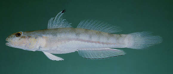 Image of Sixspot goby