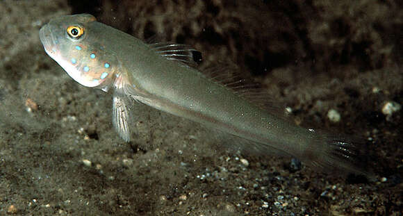 Image of Sixspot goby