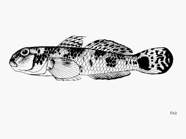 Imagem de Acentrogobius nebulosus (Forsskål 1775)