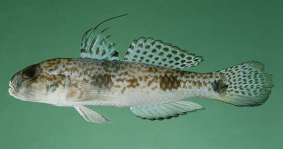 Image of Shadow goby