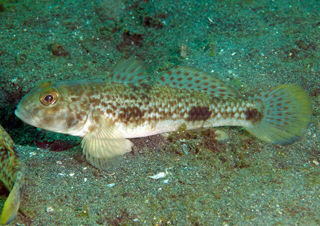 Image of Shadow goby