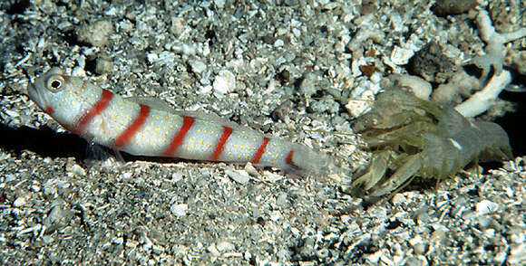 Image of Red-banded prawn-goby