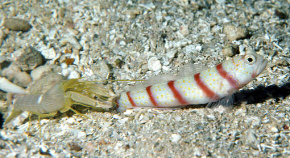 Image of Red-banded prawn-goby