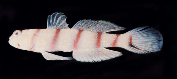 Image of Red-banded prawn-goby