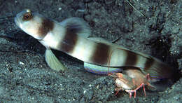 Image of Giant prawn-goby