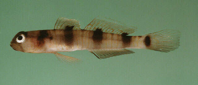 Image of Giant prawn-goby