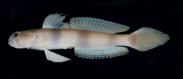 Image of Giant prawn-goby