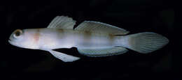 Image of Giant prawn-goby