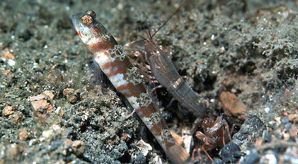 Image of Broad-banded shrimpgoby