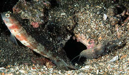 Image of Broad-banded shrimpgoby