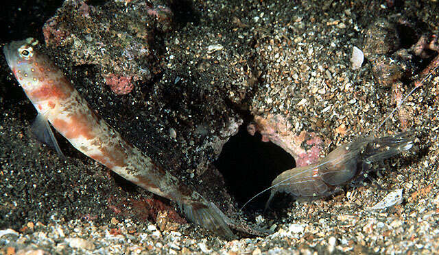 Image of Broad-banded shrimpgoby