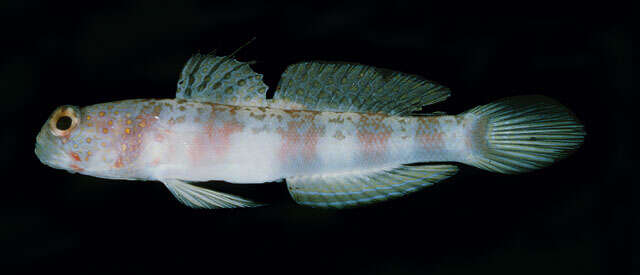 Image of Broad-banded shrimpgoby