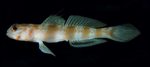 Image of Broad-banded shrimpgoby