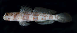 Image of Broad-banded shrimpgoby