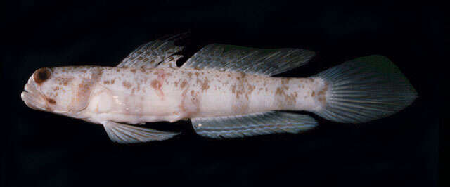 Image of Broad-banded shrimpgoby